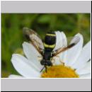 Chrysotoxum bicinctum - Zweiband-Wespenschwebfliege w01.jpg